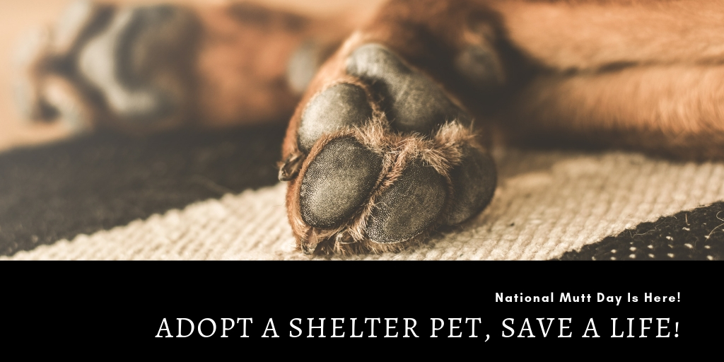 We are approaching a fun holiday...National Mutt Day! On December 2nd we'll be supporting the best kind of furry friend: mutts! Since the Holiday Season is a time where we try to be kind and help others less fortunate then us, support these great causes. It’s also a time for gift giving. Instead of buying a pet from a breeder, adopt! Here are some of our favorite shelters in Dallas that could really benefit from your support during the holiday season! 