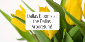 The Dallas Arboretum is hosting the annual Dallas Blooms flower festival from February 23-April 7th. This awesome event is a great reason to get out and enjoy some pre-spring festivities here in Dallas. 