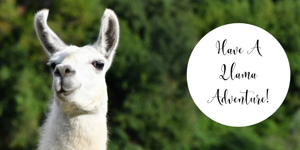 Looking for something fun to do? No prob-llama. That’s right we said llama. Have a llama adventure!