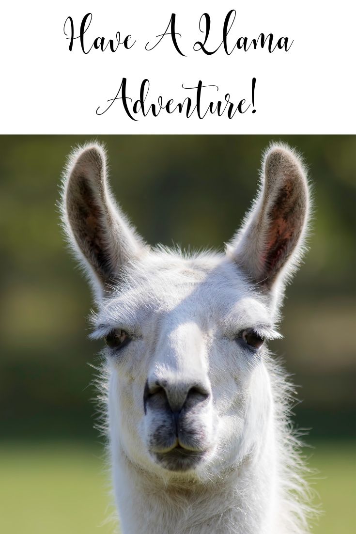 Looking for something fun to do? No prob-llama. That’s right we said llama. Have a llama adventure!