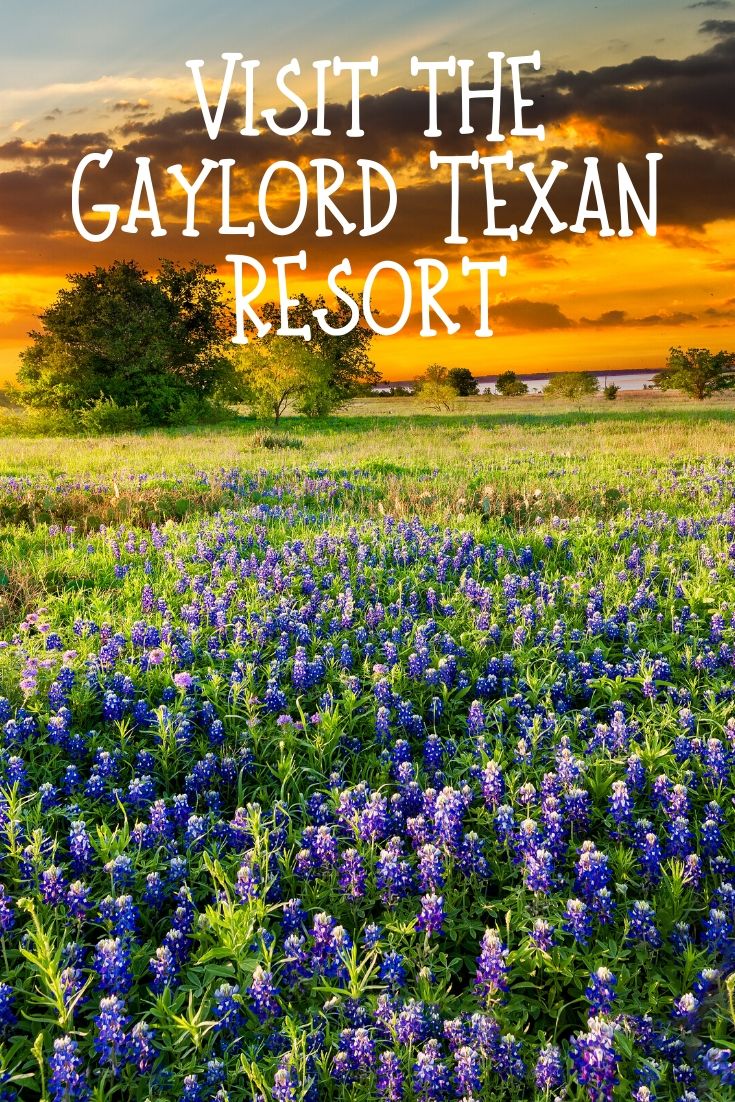 Everything’s bigger in Texas and that holds true once again at Gaylord Texan Resort this holiday season. 