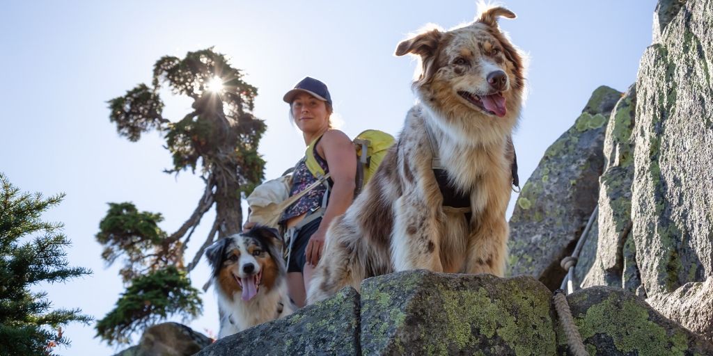 image showing dogs hiking