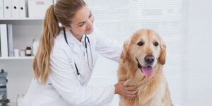 Vet care costs in Dallas and around the globe can be tricky. They can pop up out of nowhere and derail our finances if we aren't careful. Here are some tips to help you be prepared along with some recommendations for a Dallas veterinarian! 