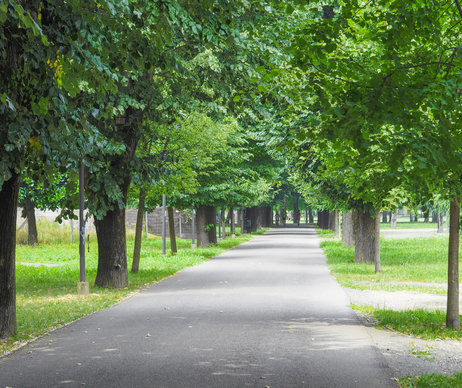 a view of the tree lined streets of a Dallas park. 